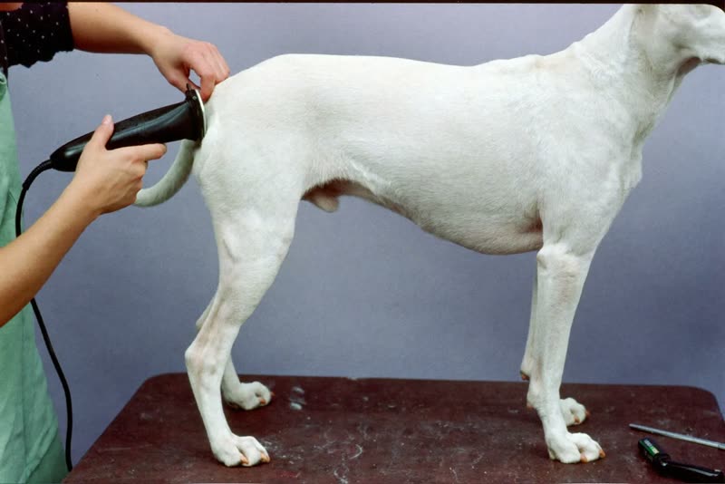 A dog standing on a grooming table while its coat is clipped