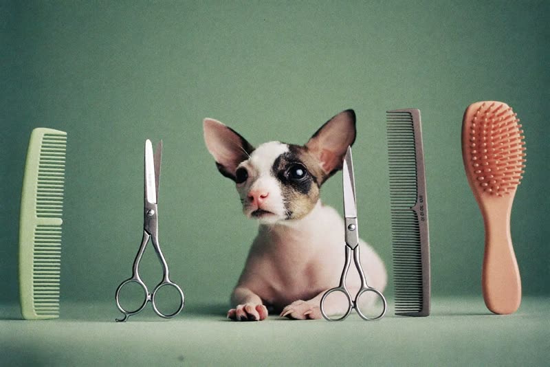 Grooming scissors, comb and brush laid out on a clean surface