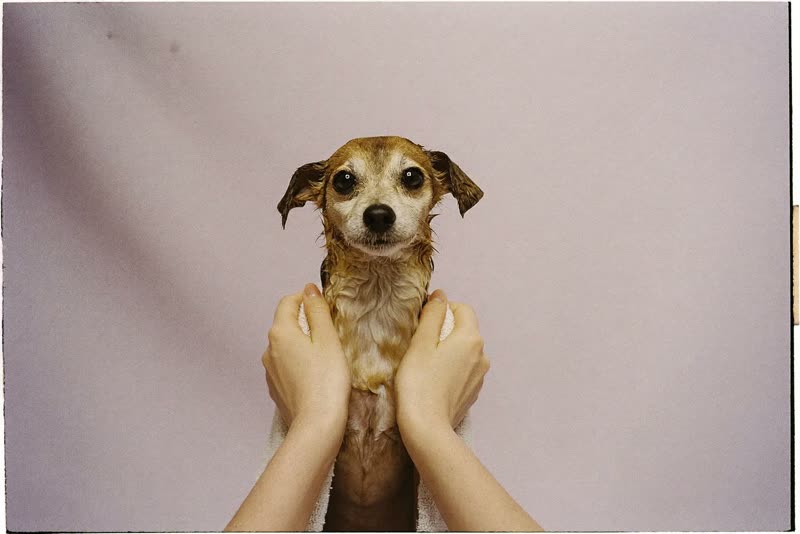 A small dog wrapped in a towel after a bath