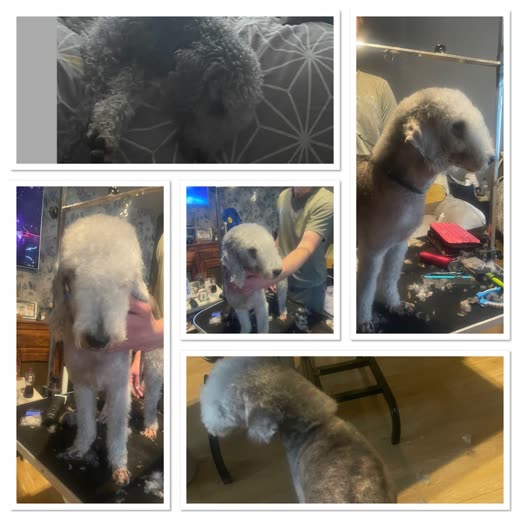 A Bedlington Terrier standing freshly clipped on a grooming table beside scissors, comb and clipped fur