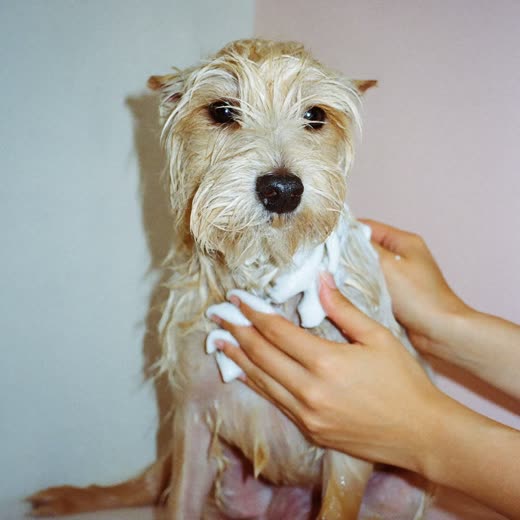 A small wet terrier being lathered with shampoo during a bath