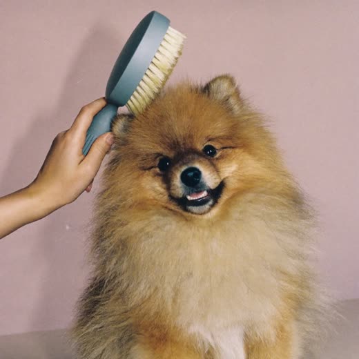 A fluffy small dog having its coat brushed out